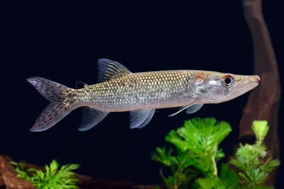 Купите цифровые загрузки и ряд печатных продуктов с изображением Fishbook - African Pike Characin. картинки