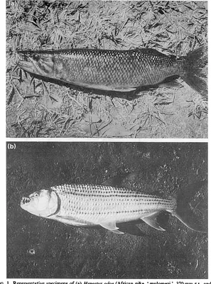 PDF] Сравнительная экология африканской щуки Hepsetus odoe и тигровой рыбы Hydrocynus forskahlii в пойме реки Замбези | Семантический ученый картинки