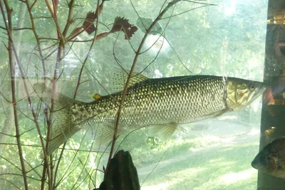 Фотографии южноафриканской щуки (Hepsetus cuvieri) · iNaturalist картинки