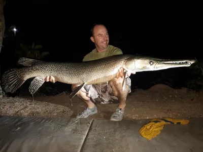 Аллигаторовая щука (Atractosteus spatula) - Dreamlake Fishing Chiang mai картинки