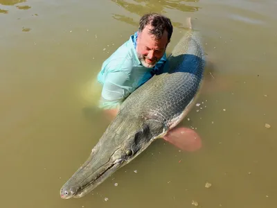 250 alligator gar with Bubba Bedre - Изображение Bubba Bedr's Garzilla Alligator Gar Guide Service, Палестина - Tripadvisor картинки