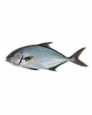 Магнит \ u0026 Наклейка - Almaco Jack Fish | Глобальные графические решения GGS картинки