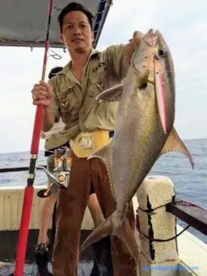 Amberjack: Almaco Amberjack - Talk About Fish картинки