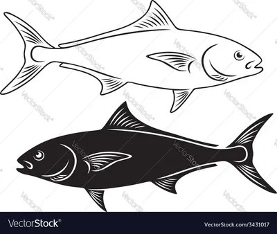 Рыба амберджек Роялти бесплатно векторное изображение - VectorStock картинки