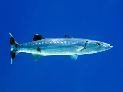 Большая барракуда (Sphyraena barracuda) картинки