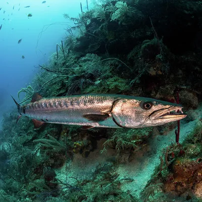 Большая рыба-барракуда, Sphyraena Barracuda, на коралловом рифе в Утиле, фотография Cavan Images - Pixels картинки