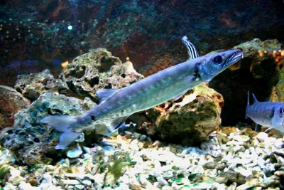 Файл:Sphyreana barracuda 3.jpg — Викисклад картинки