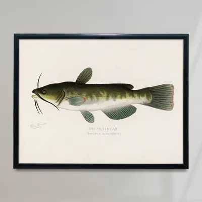 Bullhead Vintage Poster Catfish Fish Retro Print Catfish - Etsy картинки