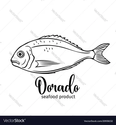 Рыба дорадо Лицензионное векторное изображение - VectorStock картинки