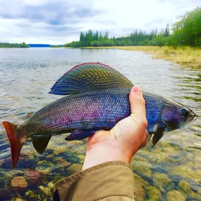 Красивый арктический хариус - журнал Amberjack | Советы по ловле форели, Рыба, Ловля нахлыстом картинки