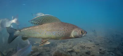 NANFA Fish in Focus Арктический хариус, Thymallus arcticus картинки