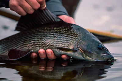 Осенняя рыбалка на хариуса - Fishspot картинки