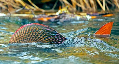 Ода чудесному хариусу — FISH EYE GUY UNDERWATER TROUT PHOTOGRAPHY картинки