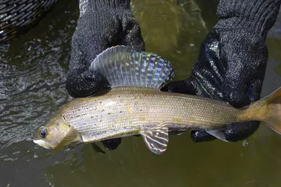 Как хариус размножается в штате Столетие - Trout Unlimited картинки