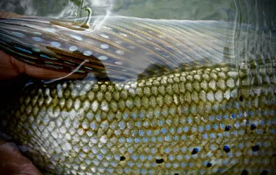 Арктический хариус: все, что вам нужно знать - Trout Unlimited картинки