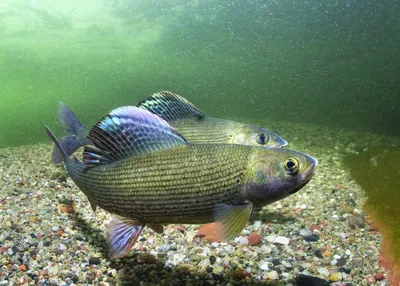 Хариус (Thymallus thymallus). Плавающая пресноводная рыба Thymall - Don Catchment Rivers Trust картинки