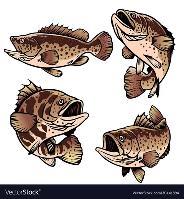 Морской окунь Лицензионное векторное изображение - VectorStock картинки