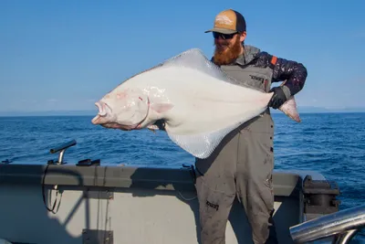 Факты об аляскинском палтусе - O'Fish'ial Charters of Alaska картинки