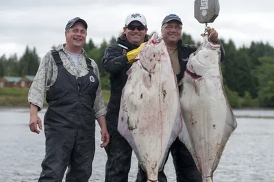 Halibut Fishing BC - Лучшая рыбалка на палтуса в Хайда-Гвайи, Британская Колумбия картинки