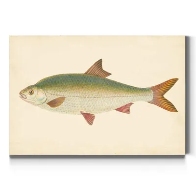 Amazon.com: Галерея представлений Ide Fish Wall Art, Orfe, пресноводная рыба, дикая природа, хижина, домик, \u0026 Fishing Decor, декор на обернутом холсте Premium Gallery, готово повесить, 18 дюймов в x 27 дюймов в ширину, сделано картинки