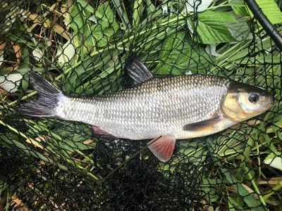 Орфе (Leuciscus idus) · iNaturalist Россия картинки