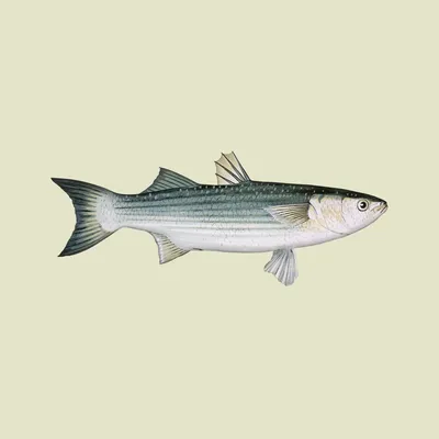 Загружаемые изображения: изображения рыбы Lesser Grey Mullet (.jpg .png) — TofuJoe картинки