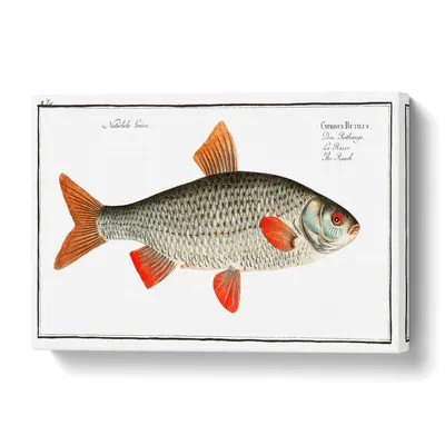 Big Box Art Roach Fish by M.E. Bloch - Картина на обернутом холсте | Wayfair.ru картинки