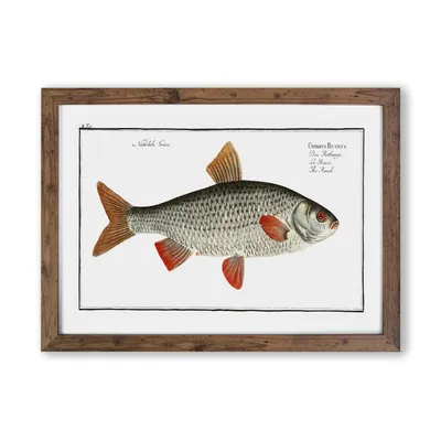 East Urban Home Roach Fish by ME Bloch - Картина в рамке | Wayfair.co.uk картинки