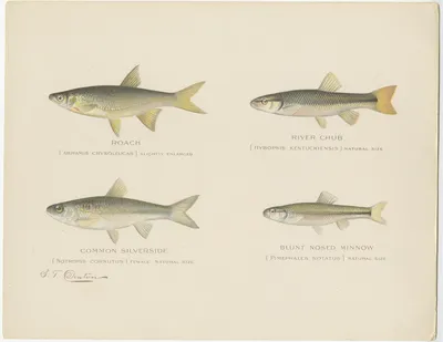 Старинный отпечаток с изображением плотвы и других рыб, сделанный после Дентона (около 1902 г.) картинки