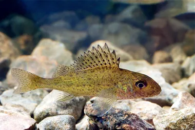 Datei:Gymnocephalus cernuus Pärnu River Estonia 2010-01-06.jpg – Википедия картинки