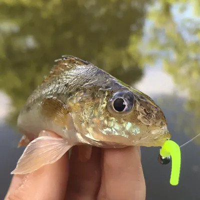 Легкая приманка Ruffe – Ловля с легкой скалы | ЛРФ картинки