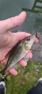 Fishing Planet - Sander Baggersee Lake - Eurasian Ruffe - Float - YouTube картинки