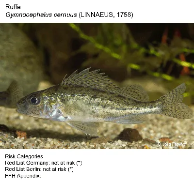 Datei:Ruffe (Gymnocephalus cernuus) (13532365375).jpg – Википедия картинки