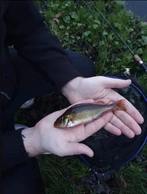 Свежая рыба Ruffe, изолированные Gymnocephalus Cernua Стоковая фотография 176470697 | Шаттерсток картинки