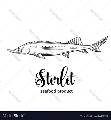 Стерлядь Роялти бесплатно векторное изображение - VectorStock картинки