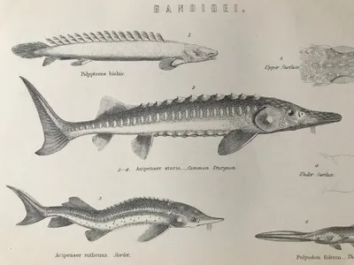 Оригинальный старинный принт 1891 года - Осетр - Веслонос - Стерлядь - Рыбное искусство - Винтажный декор для стен - Доступно в матовом и в рамке картинки
