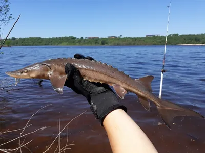 Озерный осетр (Рыбы Западной Вирджинии) · iNaturalist картинки