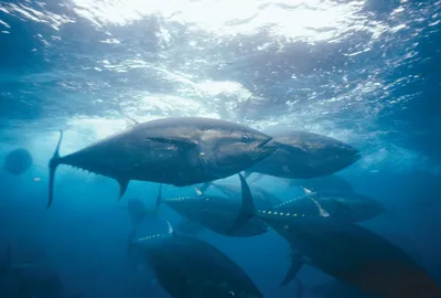 Скачать бесплатно последние фотографии Bluefin tuna Fish [1600x1079] для рабочего стола, мобильного и планшета | Исследуйте 86+ обоев тунца | картинки