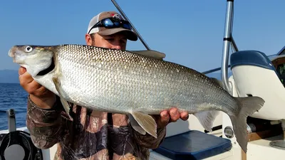 Lake Whitefish - Изображение Flathead Lake Charters, Бигфорк - Tripadvisor картинки