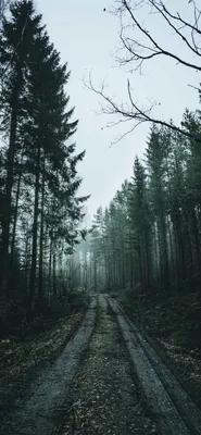 Лучшие лесные обои для iPhone 12 HD — iLikeWallpaper картинки
