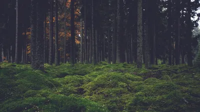 лес обои - pling.com картинки
