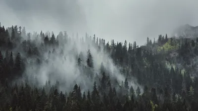 Обоев Туманный Лес: 23 картинки