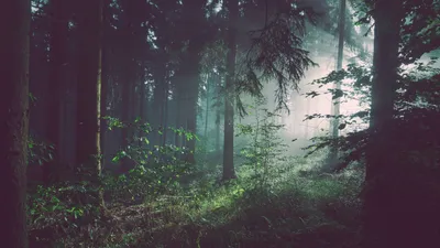 Зеленые Лесные Обои (69+ картинок) картинки