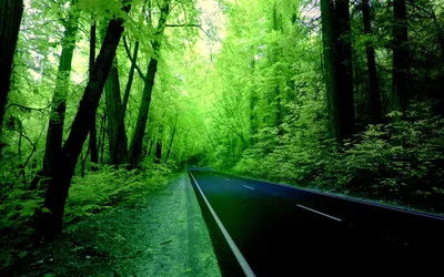 Фотообои в лесу для спальни от Homewallmurals.co.uk картинки