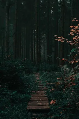 The Forest Wallpaper Teil #2- | Deutsche Fanseite zu \"Лес\" картинки
