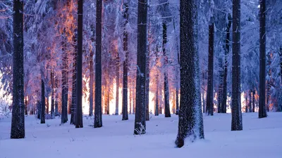 Черный Белый Страшный Хэллоуин Лес Обои Stock-Foto | Адоб Сток картинки