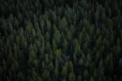 Обои для рабочего стола Green Forest Ultra HD для: Мультиэкран, Двойной монитор: Планшет: Смартфон картинки