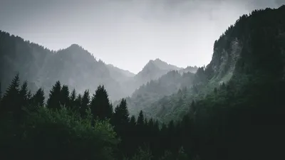 Лучшие лесные HD-обои для iPhone — iLikeWallpaper картинки