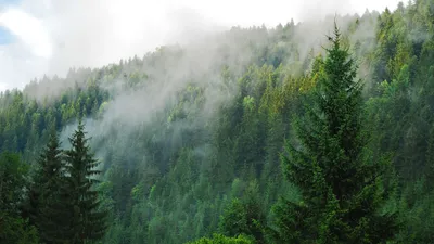 Nordic Forest Wallpapers - Топ бесплатных фонов Nordic Forest картинки
