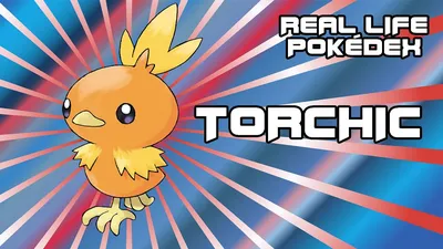 Torchic - Вход в Pokédex в реальной жизни + перегрев для объятий - YouTube картинки